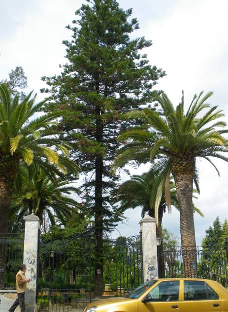 Jardines de Andalucía: Árbol Singular